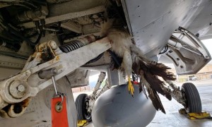 驻日美军F35撞鸟,200万美元