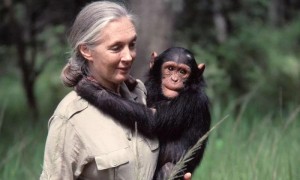 著名灵长类动物学家珍·古道尔去世 终年91岁
